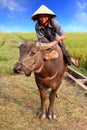Vietnamese farmer and his water buffalo. Royalty Free Stock Photo