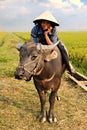 Vietnamese farmer and his water buffalo. Royalty Free Stock Photo