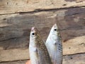 Vietnamese flathead grey mullet, Mugil cephalus Royalty Free Stock Photo