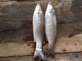 Vietnamese flathead grey mullet, Mugil cephalus