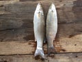 Vietnamese flathead grey mullet, Mugil cephalus Royalty Free Stock Photo