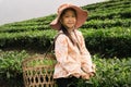 Vietnamese girl working on tea plantation in Sapa region