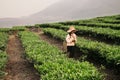 Vietnamese girl working on tea plantation in Sapa region