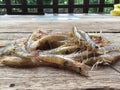 The Vietnamese greasyback shrimp or sand shrimp, Metapenaeus ensis Royalty Free Stock Photo