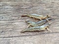 The Vietnamese greasyback shrimp or sand shrimp, Metapenaeus ensis Royalty Free Stock Photo