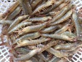 The Vietnamese greasyback shrimp or sand shrimp, Metapenaeus ensis Royalty Free Stock Photo