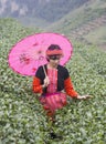 Vietnamese Hmong minority ethnic girl in traditional costume picking tea bud Royalty Free Stock Photo