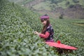 Vietnamese Hmong minority ethnic girl in traditional costume picking tea bud