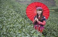 Vietnamese Hmong minority ethnic girl in traditional costume picking tea bud Royalty Free Stock Photo