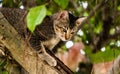 Vietnamese kitten sitting on a tree