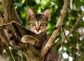 Vietnamese kitten sitting on a tree