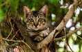 Vietnamese kitten sitting on a tree