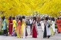 Vietnamese lunar new year. Women wear Vietnam tradition ao dai to take pictures on street with yellow flower apricot in Tet Royalty Free Stock Photo