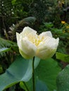 Gorgeous White Lily head Vietnam