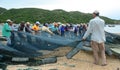 Vietnamese men working with the nets in Phan Rang, Vietnam