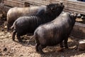 Vietnamese minipigs Royalty Free Stock Photo