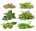 Vietnamese mint, Malabar spinach, sweet orange, macadamia, tamar Royalty Free Stock Photo