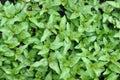 Vietnamese mint Royalty Free Stock Photo
