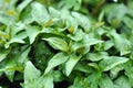 Vietnamese mint trees Royalty Free Stock Photo