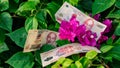 Vietnamese money currency 200 000 and 10 000 dong banknote flower symbol of income grows prosperous Royalty Free Stock Photo