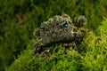 Vietnamese Mossy Frog Theloderma corticale