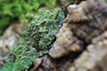 Vietnamese mossy frog