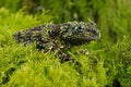 Vietnamese Mossy Frog Theloderma corticale