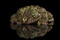 Vietnamese Mossy Frog, Theloderma corticale, Tonkin Bug-eyed Frog, Isolated Black