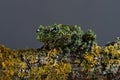 Vietnamese Mossy Frog (Theloderma Corticale)