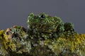 Vietnamese Mossy Frog (Theloderma Corticale)