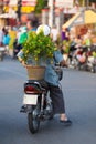 Vietnamese motorcyclist with kumquat tree