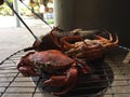 Vietnamese mud crab Scylla serrata BBQ crab or grilled crab Royalty Free Stock Photo