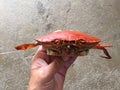 Vietnamese mud crab Scylla serrata BBQ crab or grilled crab Royalty Free Stock Photo