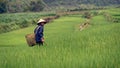 Vietnamese peasant on rice field