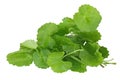 Vietnamese pennywort Royalty Free Stock Photo