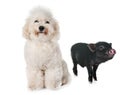 Vietnamese pig and bichon Royalty Free Stock Photo