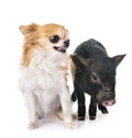 Vietnamese pig and chihuahua Royalty Free Stock Photo