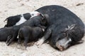Vietnamese pig with piglets Royalty Free Stock Photo