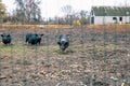 Vietnamese pigs behind a mesh fence on a farm