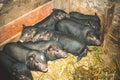 Vietnamese pigs Royalty Free Stock Photo