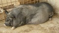 Vietnamese pigs resting in a barn Royalty Free Stock Photo