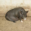 Vietnamese pigs resting in a barn Royalty Free Stock Photo