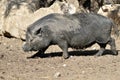 Vietnamese potbellied pig Royalty Free Stock Photo