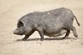 Vietnamese potbellied pig