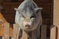 Vietnamese Potbellied Pig in the yard of the farm.