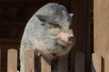 Vietnamese Potbellied Pig in the yard of the farm.