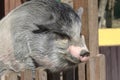 Vietnamese Potbellied Pig in the yard of the farm. Royalty Free Stock Photo