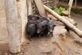 Vietnamese potbellied pigs Royalty Free Stock Photo