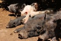 Vietnamese potbellied pigs Royalty Free Stock Photo