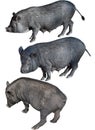 Vietnamese Potbelly Pig Royalty Free Stock Photo